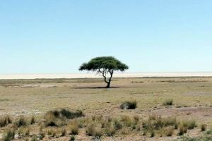 Descubren el mecanismo que interrumpe el crecimiento de las plantas por falta de agua