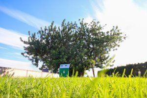 El Algarrobo del Bovalar de Alaquàs, candidato a Árbol del Año