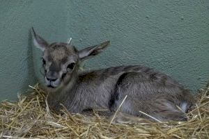 Nace en BIOPARC Valencia una gacela de Thomson dentro del programa europeo para su conservación