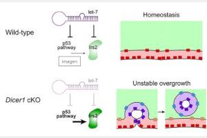 Descubren que los micro RNAs son fundamentales en el desarrollo temprano del cerebro