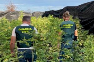 La Guardia Civil detiene a una persona responsable de una plantación  de más de 400 plantas de marihuana en la localidad de Oliva