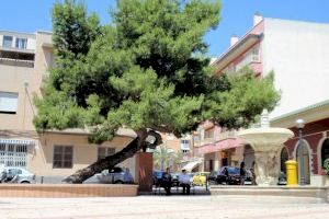 El Ayuntamiento de Elche apoya la candidatura del ‘Pino de La Baia’ a Árbol Europeo 2021