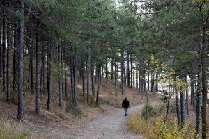 Morella tratará los pinares de la Alameda contra la procesionaria