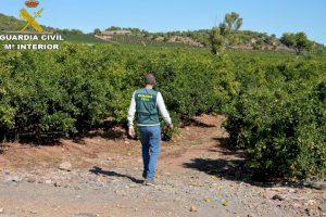 La Guardia Civil procede contra dos personas por varios delitos, entre ellos por el robo de más de 1.200kg de cítricos en la comarca de Camp de Movedre