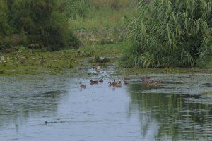 Las rapaces son las protagonistas del paso migratorio post nupcial en el Paisaje Protegido de la Desembocadura del río Mijares