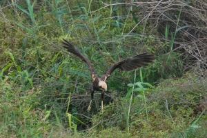 Las rapaces son las protagonistas del paso migratorio post nupcial en el Paisaje Protegido de la Desembocadura del río Mijares - (foto 3)