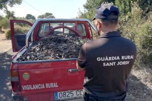 L ´Ajuntament col·labora per a evitar els robatoris de garrofes després d’haver·se multiplicat enguany