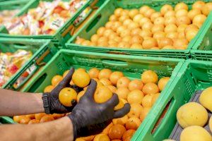 Mercadona compra 200.000 toneladas de naranjas y mandarinas en el mercado nacional