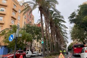 El Ayuntamiento de València trabaja en la poda del arbolado de la calle Ruaya