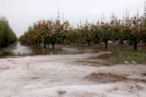 LA UNIÓ de Llauradors informa que el pedrisco y el viento deja ya unas pérdidas iniciales de cerca de 8 millones de euros en la Ribera Baixa y la Ribera Alta