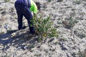 El Consorcio gestor del Paisaje Protegido de la Desembocadura del río Mijares elimina las bardanas menores de la zona norte de la playa de les Goles