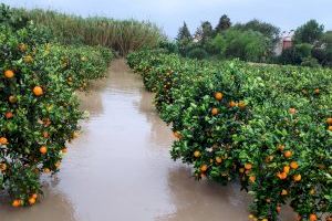 Los agricultores valencianos calculan 62 millones en pérdidas por el temporal