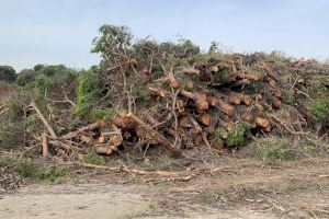 Conselleria de Medioambiente invierte 900.000 euros en la restauración y mejora de la pinada de La Marina