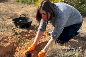 La concejalía de Medio Ambiente impulsa nuevas jornadas de revegetación del Clot de Galvany los domingos de este mes