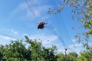 Pillan a quince personas cazando aves con medios prohibidos en Castellón