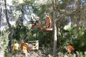 El servicio Devesa-Albufera incrementa un 43 por ciento la inversión en las tareas para la prevención del riesgo de incendios en la Devesa