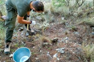 Llíria desarrolla una nueva campaña de control de la especie de cactus invasora en el entorno del casco urbano