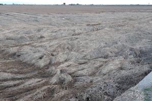 Detectan zonas aguas negras sin oxígeno en La Albufera que causan una elevada mortandad de peces