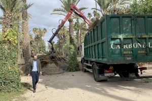 El Ayuntamiento inicia en el Hort de Baix los trabajos de poda y mantenimiento de más de 10.000 palmeras de huertos Patrimonio de la Humanidad