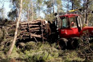 Los vecinos de Navalón y Enguera piden que se paralice la tala masiva de más de 120.000 árboles para evitar “destrozar el patrimonio natural”