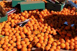 Indignación entre los agricultores valencianos ante la intención del Gobierno de subir el IVA al zumo de naranja