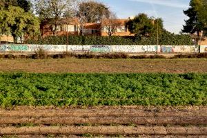 El Ayuntamiento de València valorará criterios nutricionales, sociales, ambientales y educativos para garantizar comedores escolares saludables y sostenibles