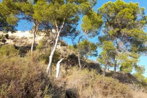 El Ayuntamiento acelera el tratamiento contra la procesionaria en todas las pinadas urbanas y periurbanas de Alicante