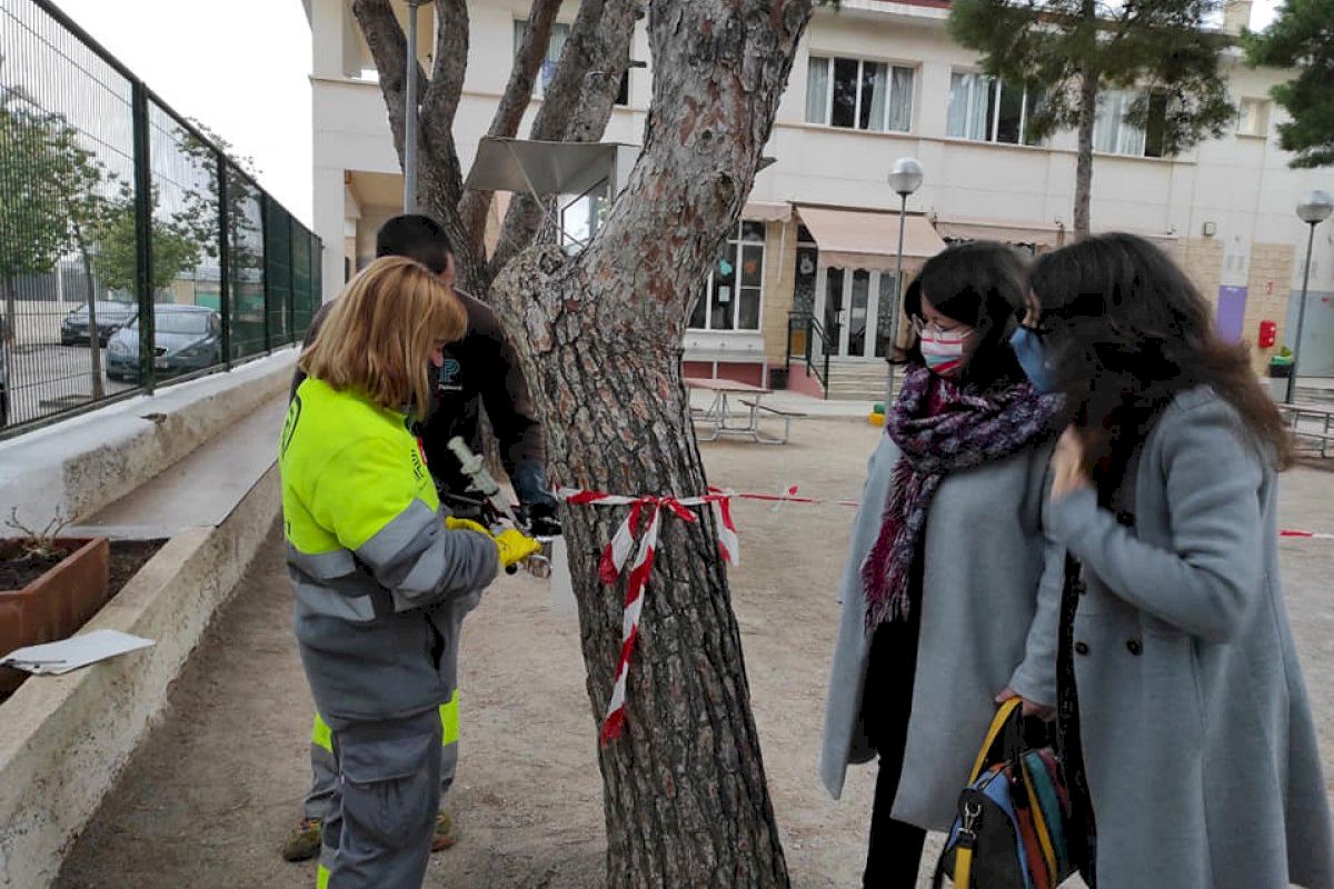 Godella comienza un tratamiento de endoterapia en los pinos para prevenir la procesionaria