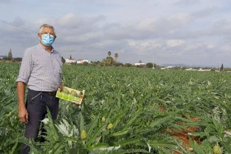 Bones previsions per a la campanya de la carxofa de Benicarló