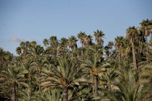 El Ayuntamiento de Elche celebra el  lunes el XX aniversario de la Declaración del Palmeral como Patrimonio de la Humanidad