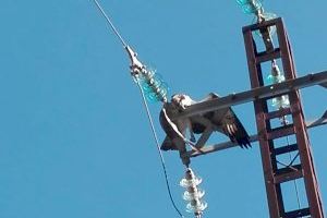 Muere electrocutada otra águila pescadora en la Comunidad Valenciana