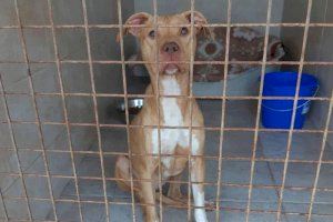 Deixen en llibertat amb càrrecs al presumpte maltractador de gossos de Bellreguard - (foto 6)