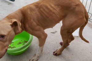 Deixen en llibertat amb càrrecs al presumpte maltractador de gossos de Bellreguard - (foto 4)