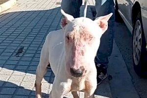 Deixen en llibertat amb càrrecs al presumpte maltractador de gossos de Bellreguard - (foto 3)