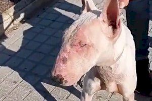 Deixen en llibertat amb càrrecs al presumpte maltractador de gossos de Bellreguard - (foto 2)