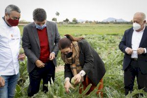 Mireia Mollà participa en el primer corte de la alcachofa, 'un símbolo de la agricultura y de la gastronomía de la Comunitat en todo el mundo'