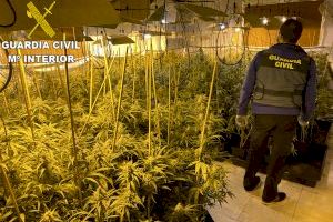 Detenido en Requena tras desmantelar una plantación que superaba las 1.200 plantas de marihuana