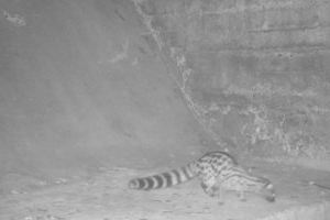 El foto parament continua donant excel·lents resultats d'imatges de fauna salvatge al Paisatge Protegit de la Desembocadura del riu Millars