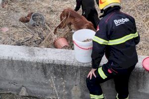 Rescatan a una camada de cachorros tras ser abandonados y caer por un terraplén en Cocentaina - (foto 2) Rescatan a una camada de cachorros tras ser abandonados y caer por un terraplén en Cocentaina - (foto 2)