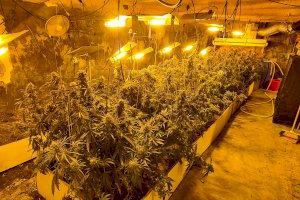 Detenido un granjero de Requena por esconder una plantación de marihuana junto a un criadero de cerdos