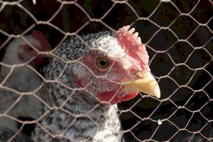 El PSPV-PSOE propone crear el distintivo Gallinas Libres de Jaulas para avanzar en materia de bienestar animal