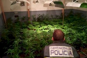 La Policía Nacional consigue desmantelar varias plantaciones de marihuana en la provincia de Alicante