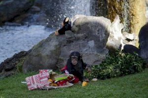 Los animales de BIOPARC Valencia reciben la visita de Papá Noel