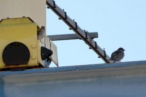 40 profesionales de la plantilla de Hidraqua participan en el programa de voluntariado corporativo Biobserva para la observación de aves