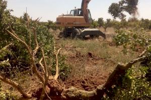 Cinco campos de fútbol al día es la cantidad que los agricultores valencianos han dejado de cultivar en 2020 Cinco campos de fútbol al día es la cantidad que los agricultores valencianos han dejado de cultivar en 2020
