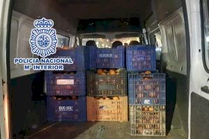 Tres detenidos en Alicante por robar 1.600 kilos de naranjas