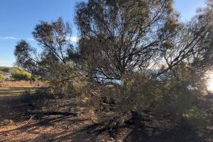 Un fuego quema 60 metros cuadrados de matorral y árboles en Oropesa del Mar