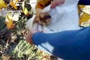 ¿Tomaste uva "ecológica" esta Nochevieja? Ojo con esta estafa internacional de origen alicantina
