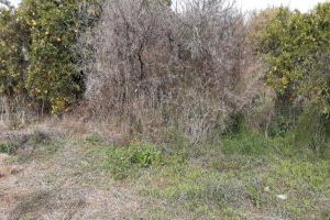 Nules controla el abandono de huertos con una aplicación municipal