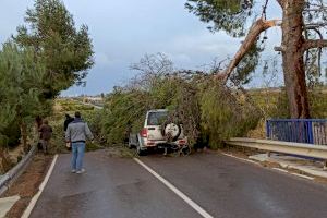 La caída de un árbol en el camí Cabeçol de Nules deja atrapada a una conductora